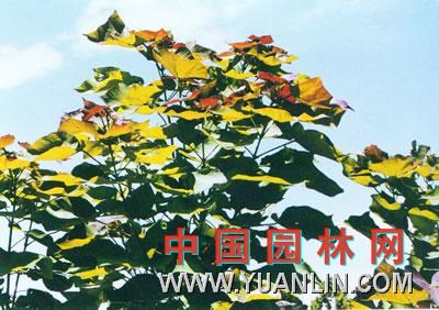 紫葉美國(guó)梓樹 