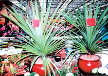 巨絲蘭 象腳絲蘭、荷蘭鐵、無刺絲蘭